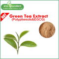Extrait de thé vert naturel au polyphénol
